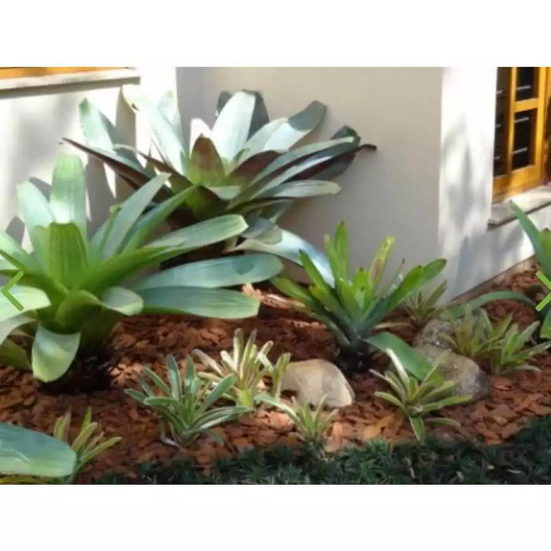 Casca De Pinus Semi Polida Natural Jardinagem Decoração